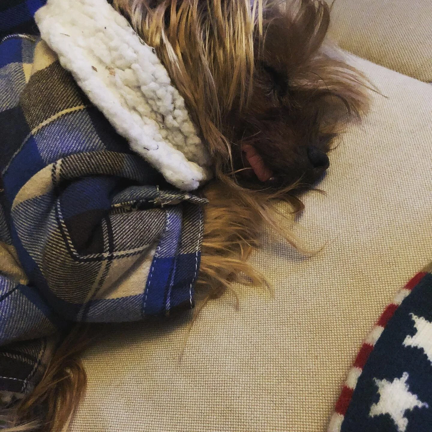 Best dog ever... 14 years of joy with this guy. Our best friend.  Rest easy Yogi💕