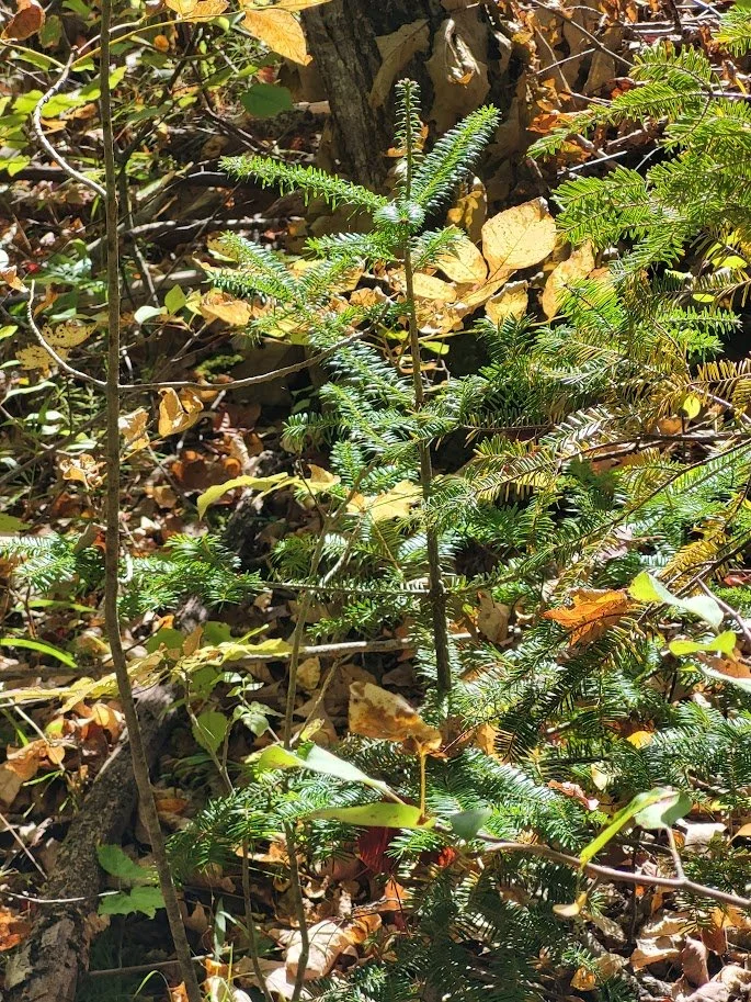 tree2.jpg