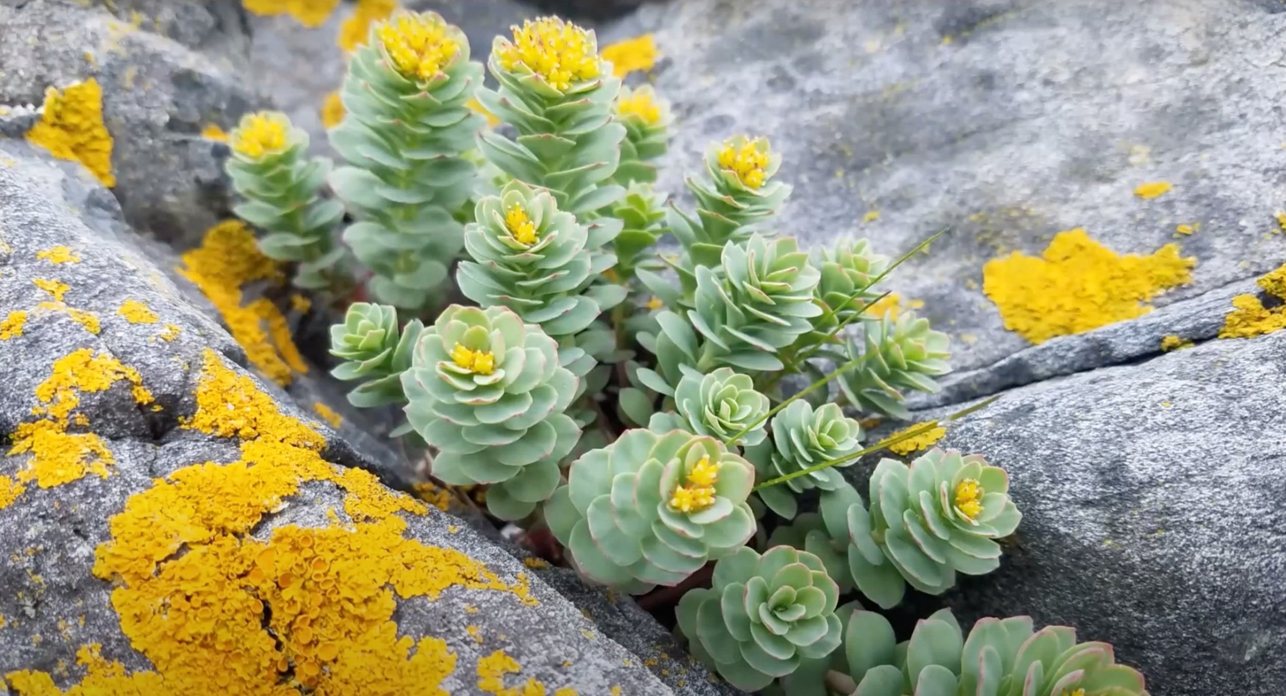 Nature Photography With Stacey Keefer Camden Garden Club