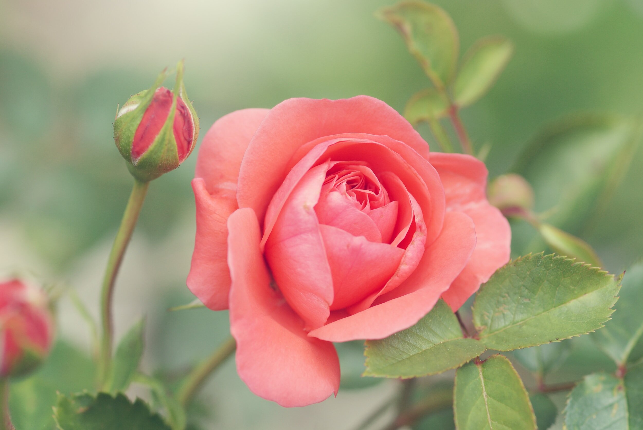 Sustainable Rose Gardening in New England
