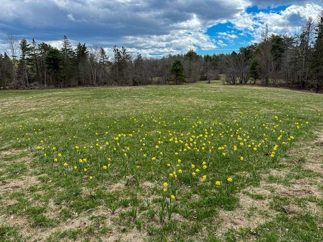 Daffodils-in-North-Meadow.jpeg