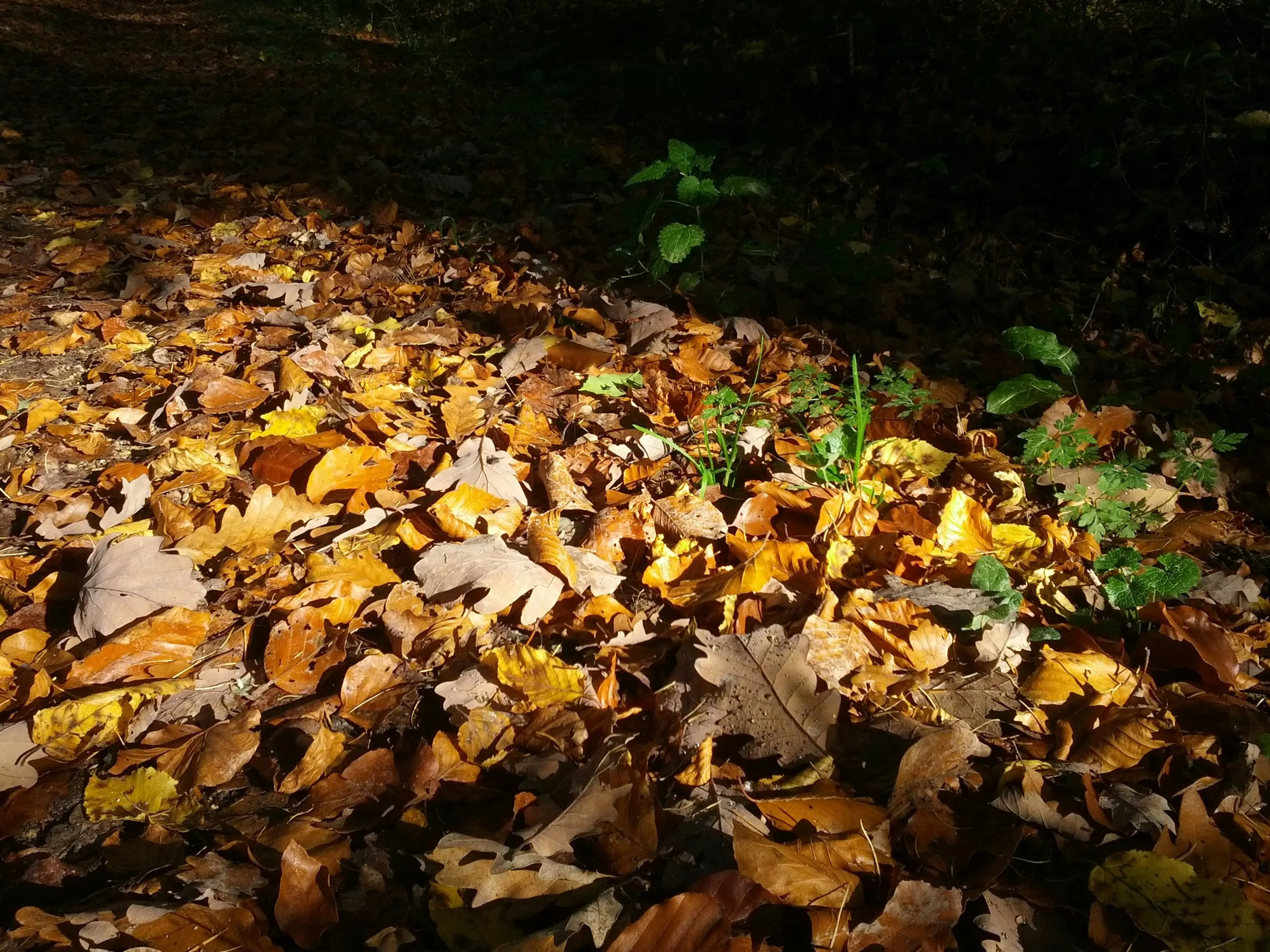 September General Meeting and presentation Preparing Your Garden for Winter