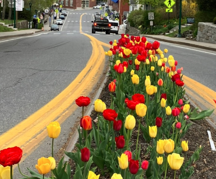 Planting  Traffic Islands.