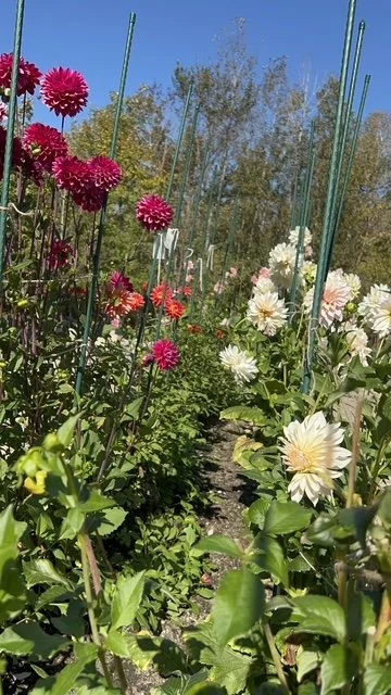 image11.jpeg