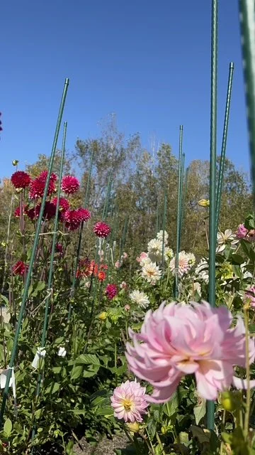 image12.jpeg
