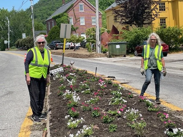 Traffic Island- Planting Tulip Bulbs