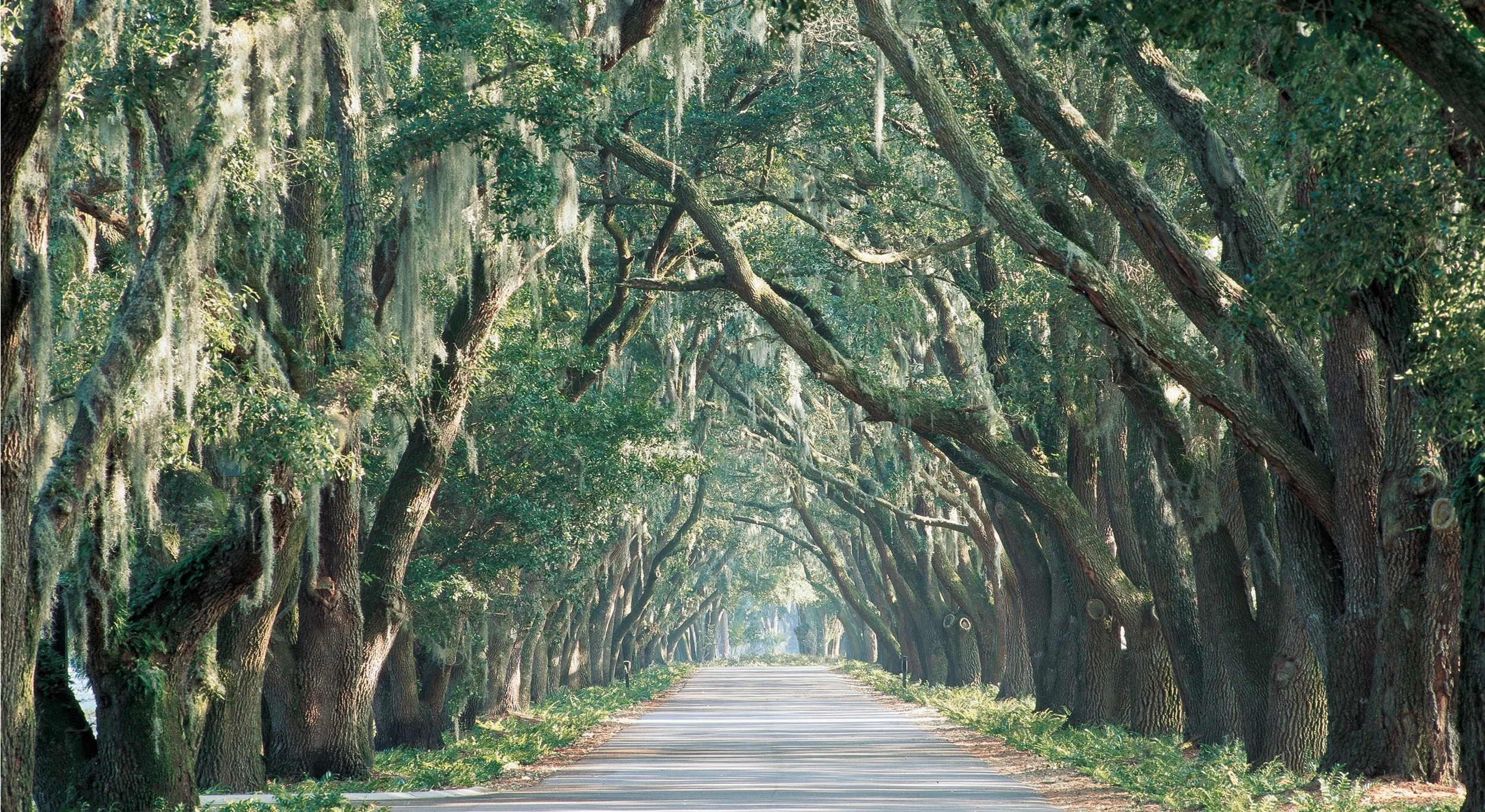 Tradition ave of oaks.jpg