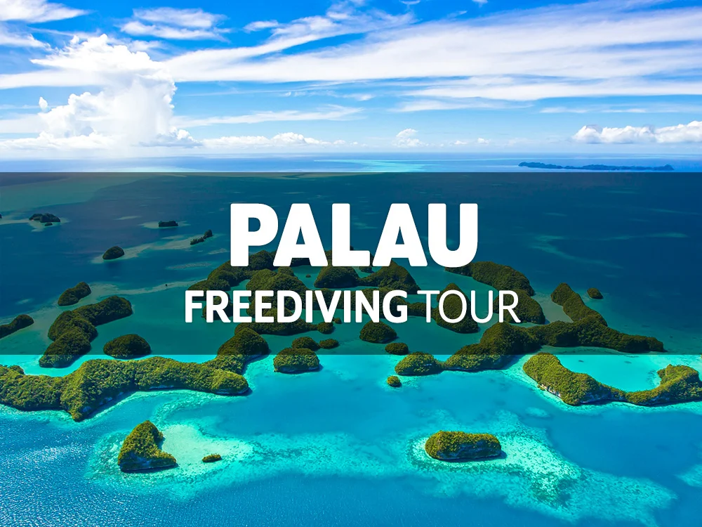 4월 팔라우 프리다이빙 투어 / 4월 19일(목) ~ 27일(금)