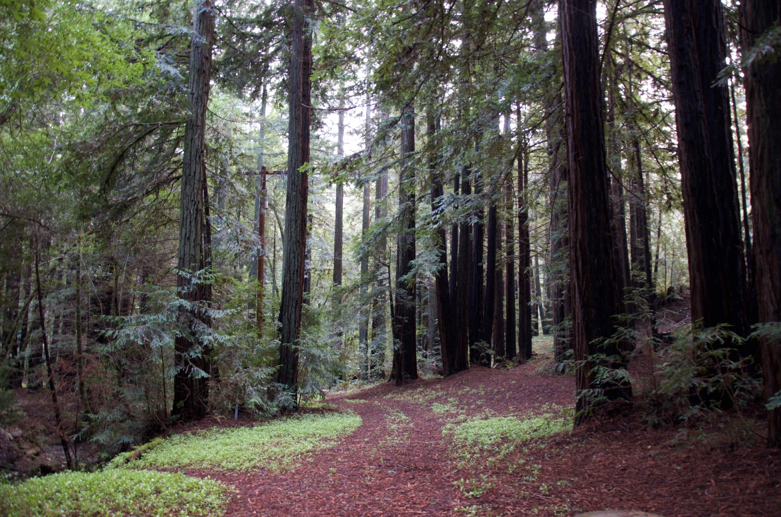 Redwood Trees.jpg