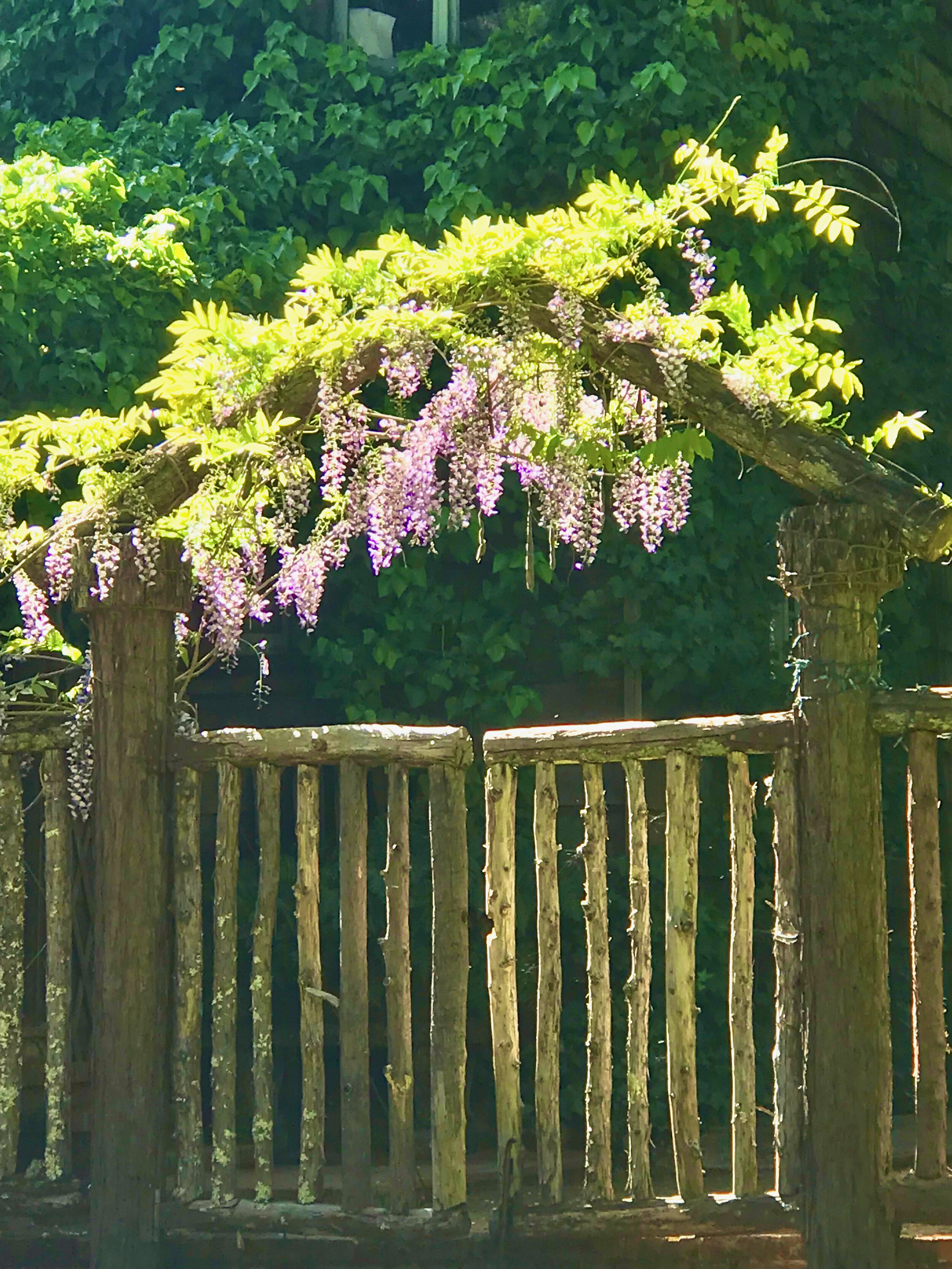 Rustic gate with Wisteria.jpeg