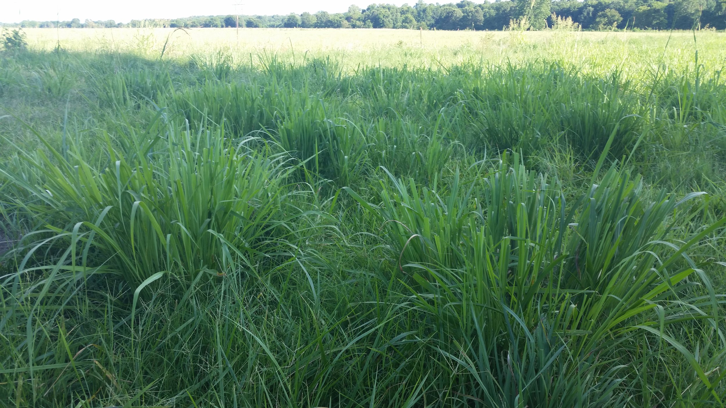 20170723_182504.jpg