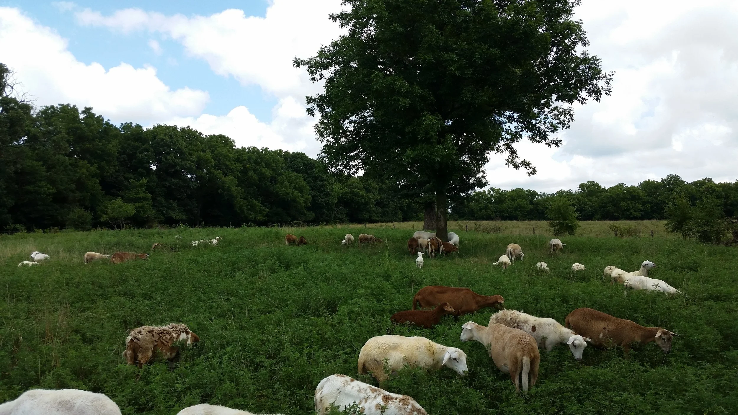 Grass Fed Lamb — Good Life Grass Farms