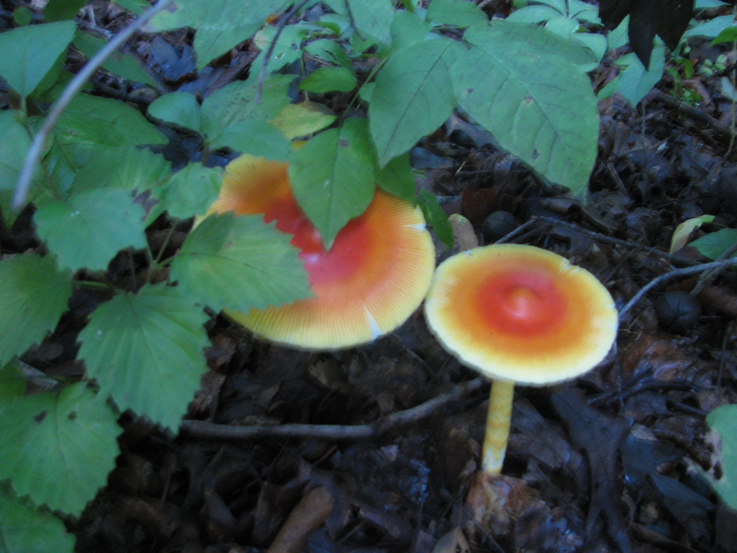 Amanita caesaria