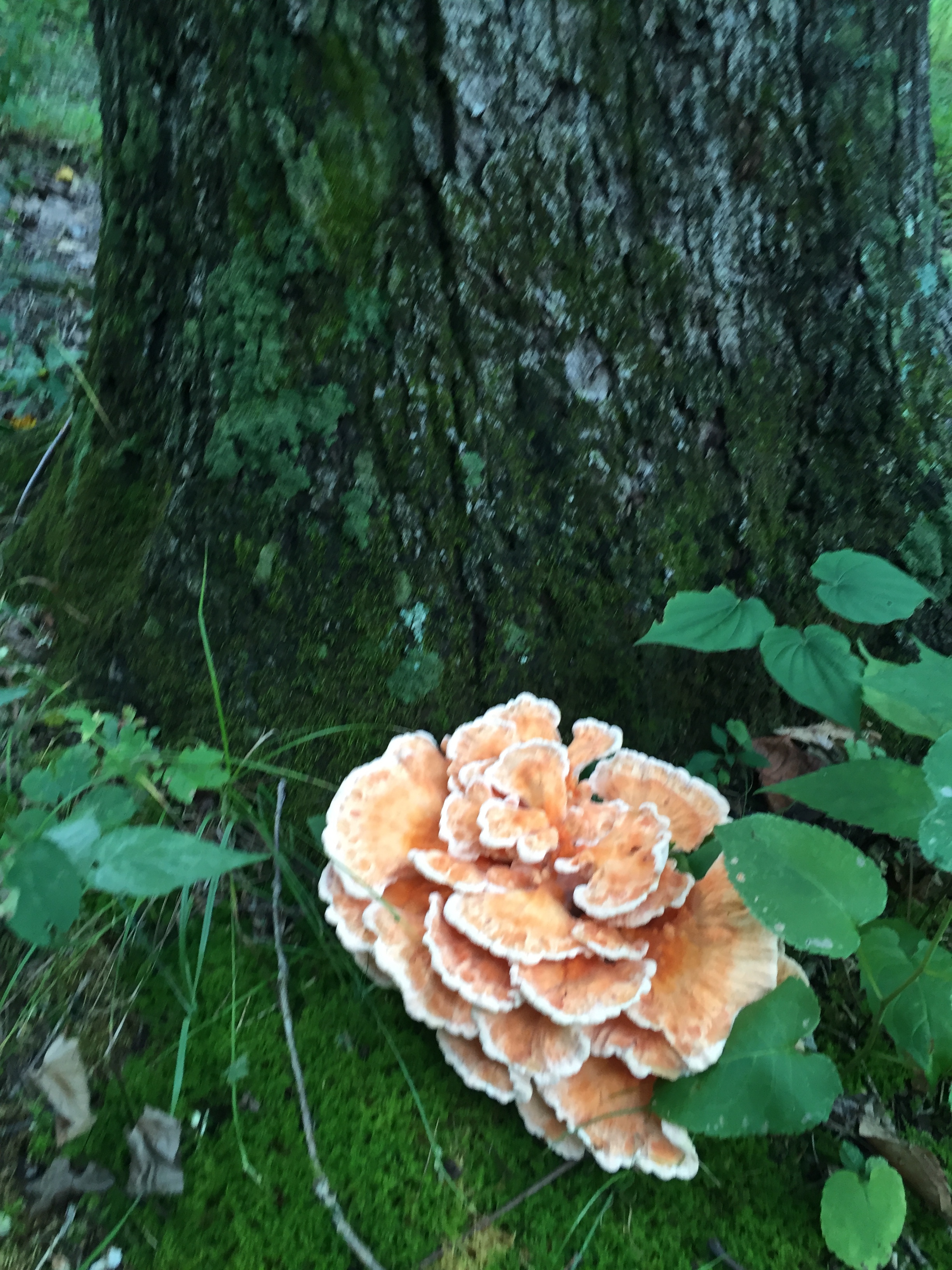 Laetiporus sulphureus