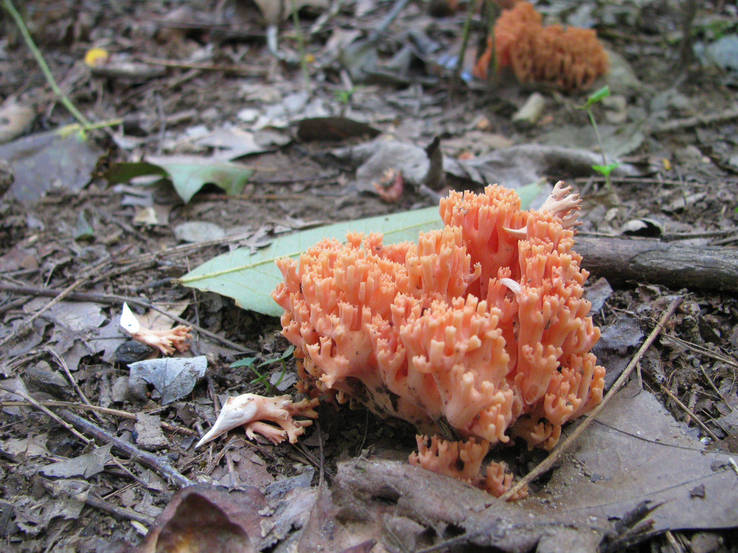 Clavicorona pyxidata