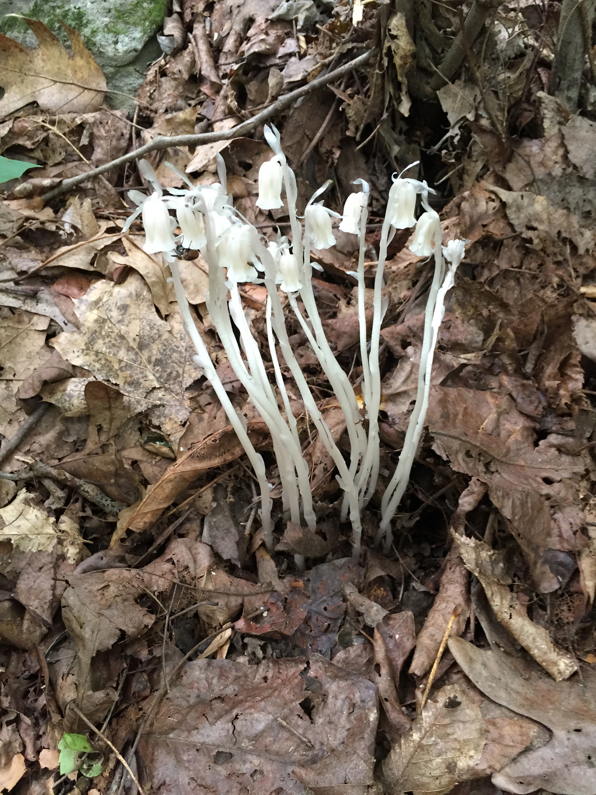 Monotropa uniflora
