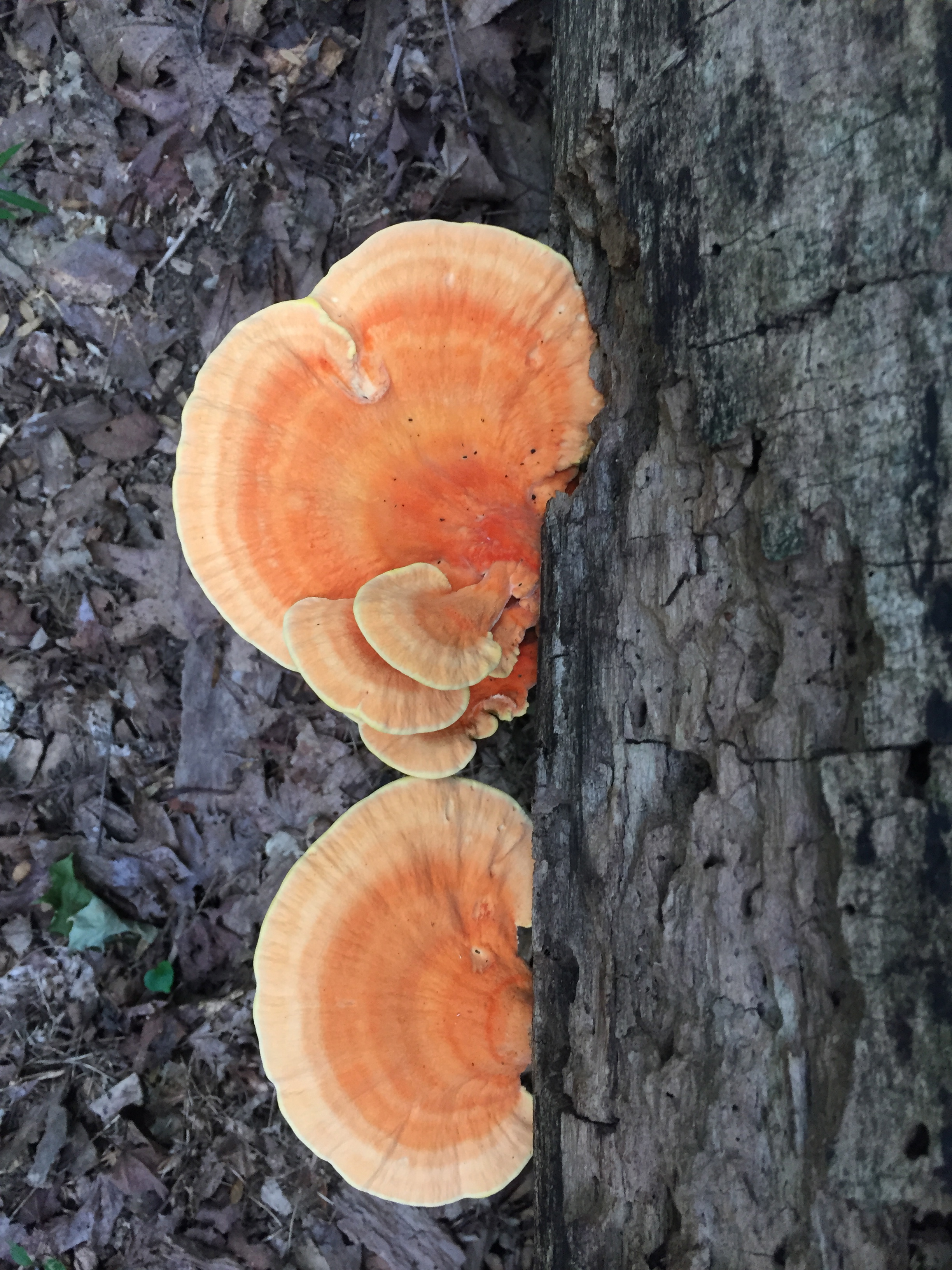 Pycnoporus polypore