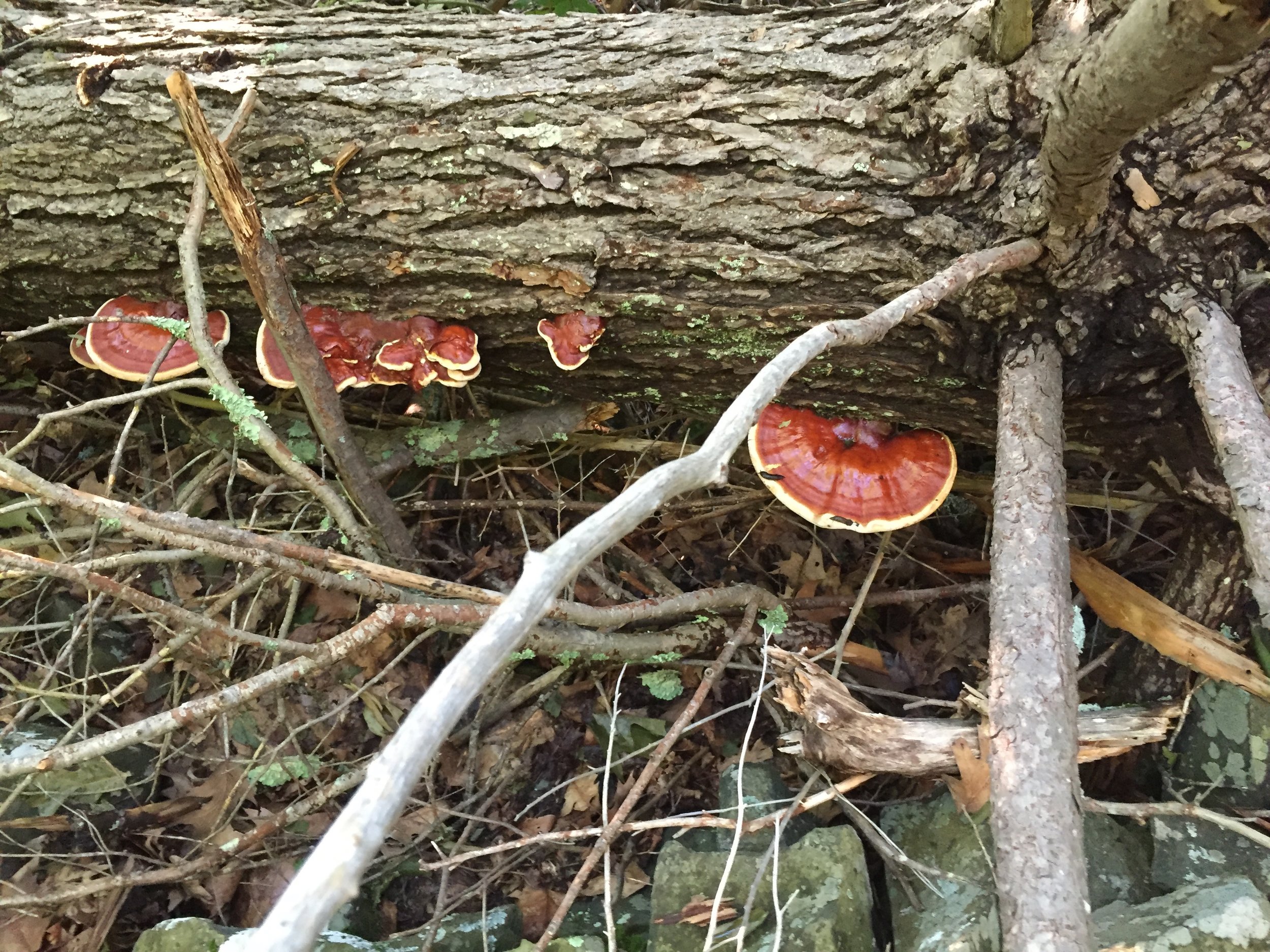 Ganoderma tsugae