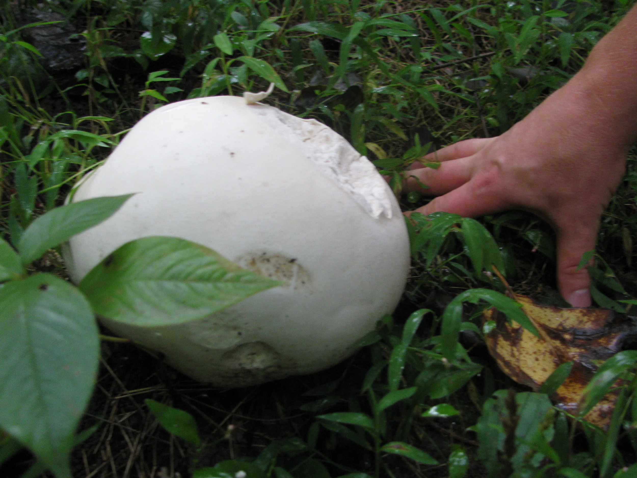 Calvatia gigantea