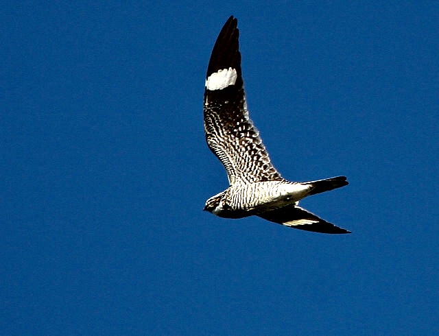 taking wing