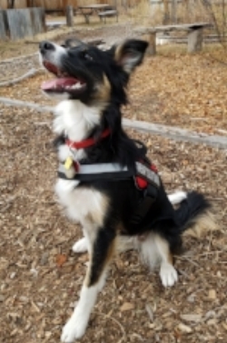 Indie, the massage therapy dog!