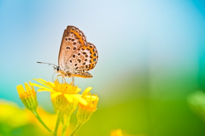 BUTTERFLY.jpg