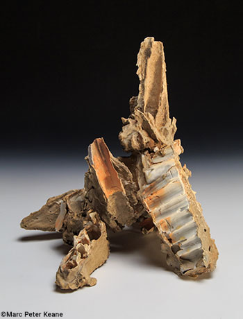 bontei2017-opening-large (1).jpg