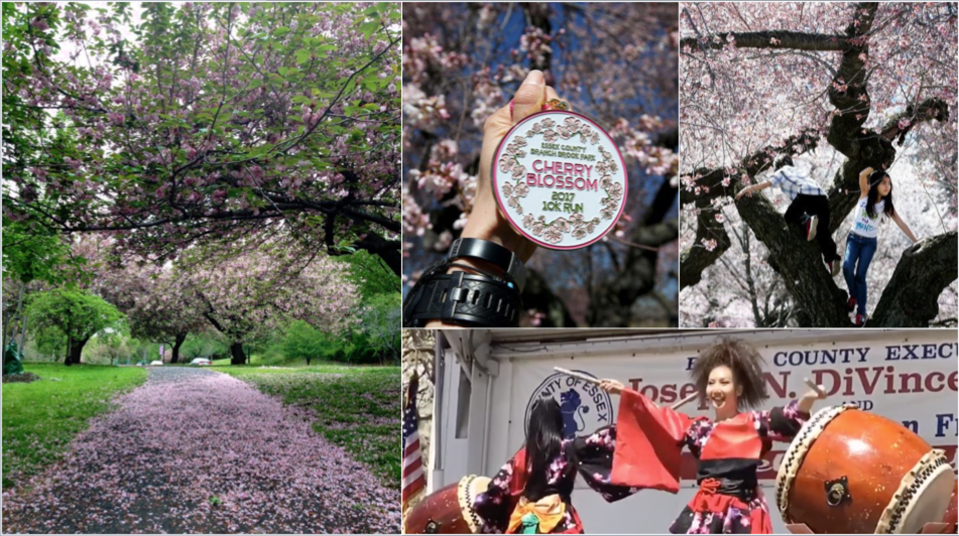 Newark Cherry Blossom Composite 2019 v2.png