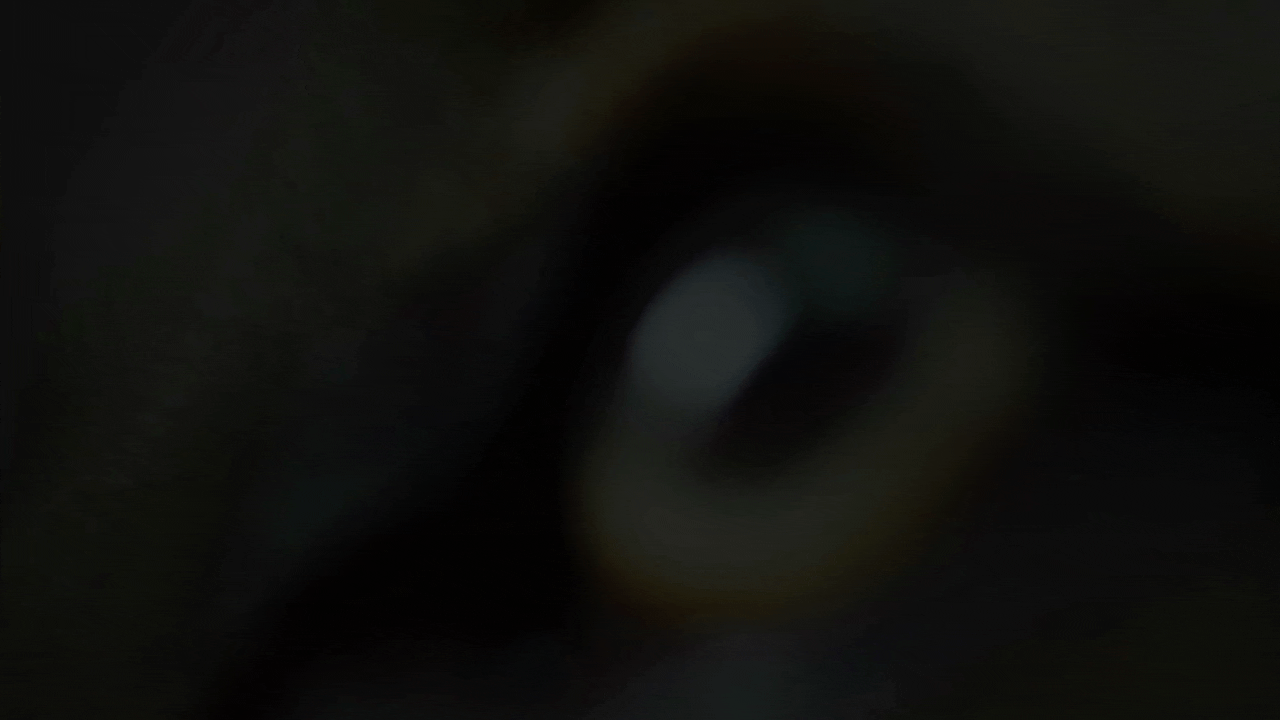 Pedigree Dark to Light.gif