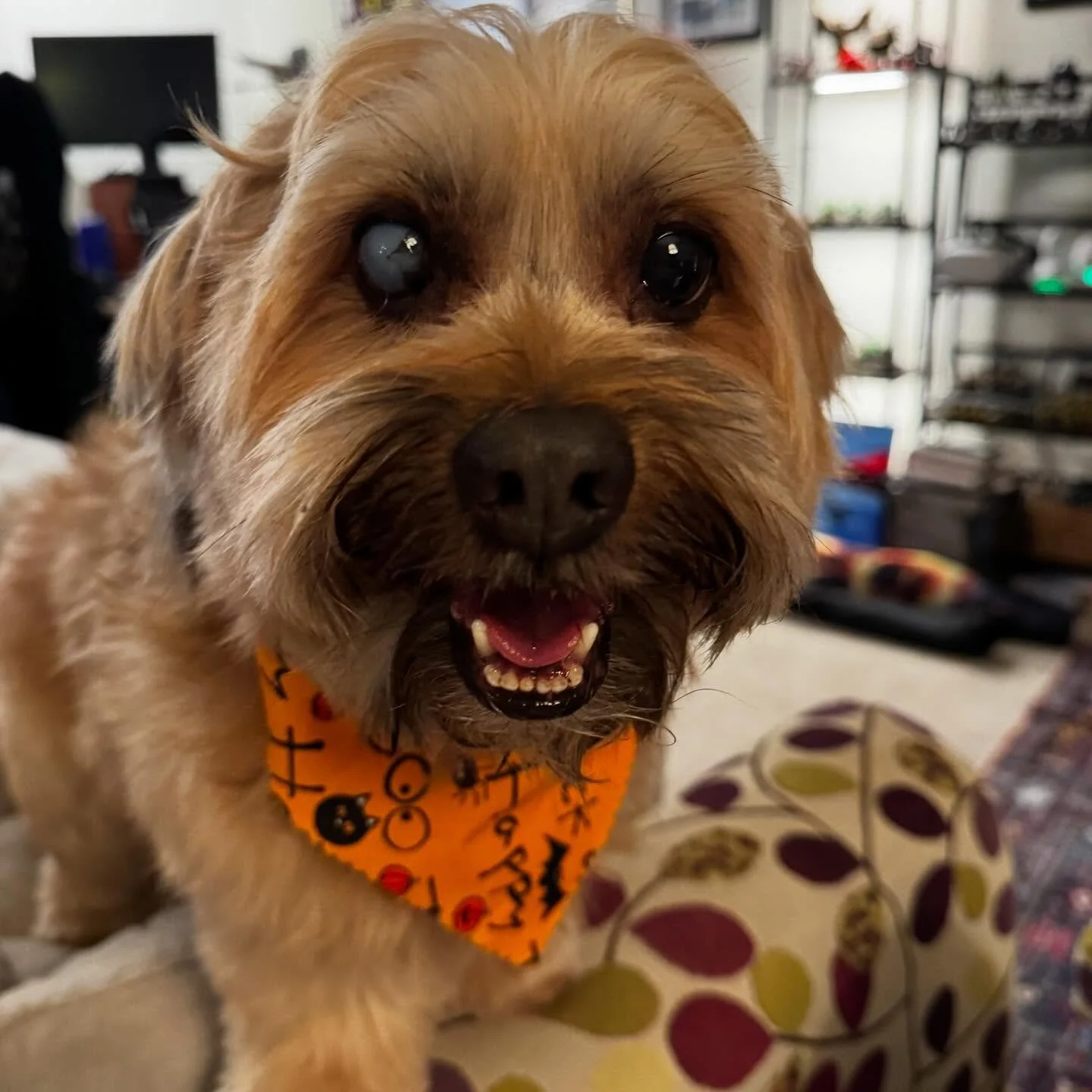 He was a VERY good boy!!! Thank goodness 😅