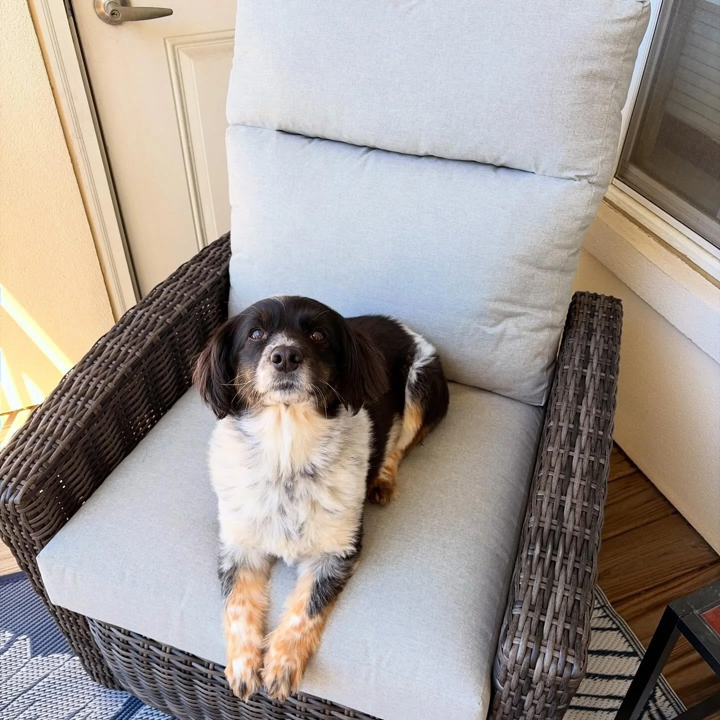 Well, this was supposed to be MY new writing chair, but I guess Eevee has other plans&hellip; #writingspace #mythrone #throneofwriting