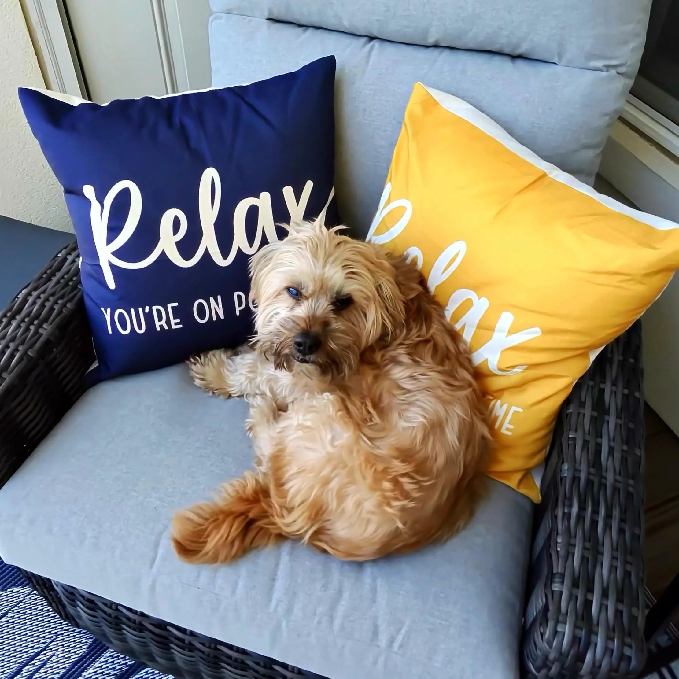 Hope you&rsquo;re having a relaxing Sunday like Itto 😎