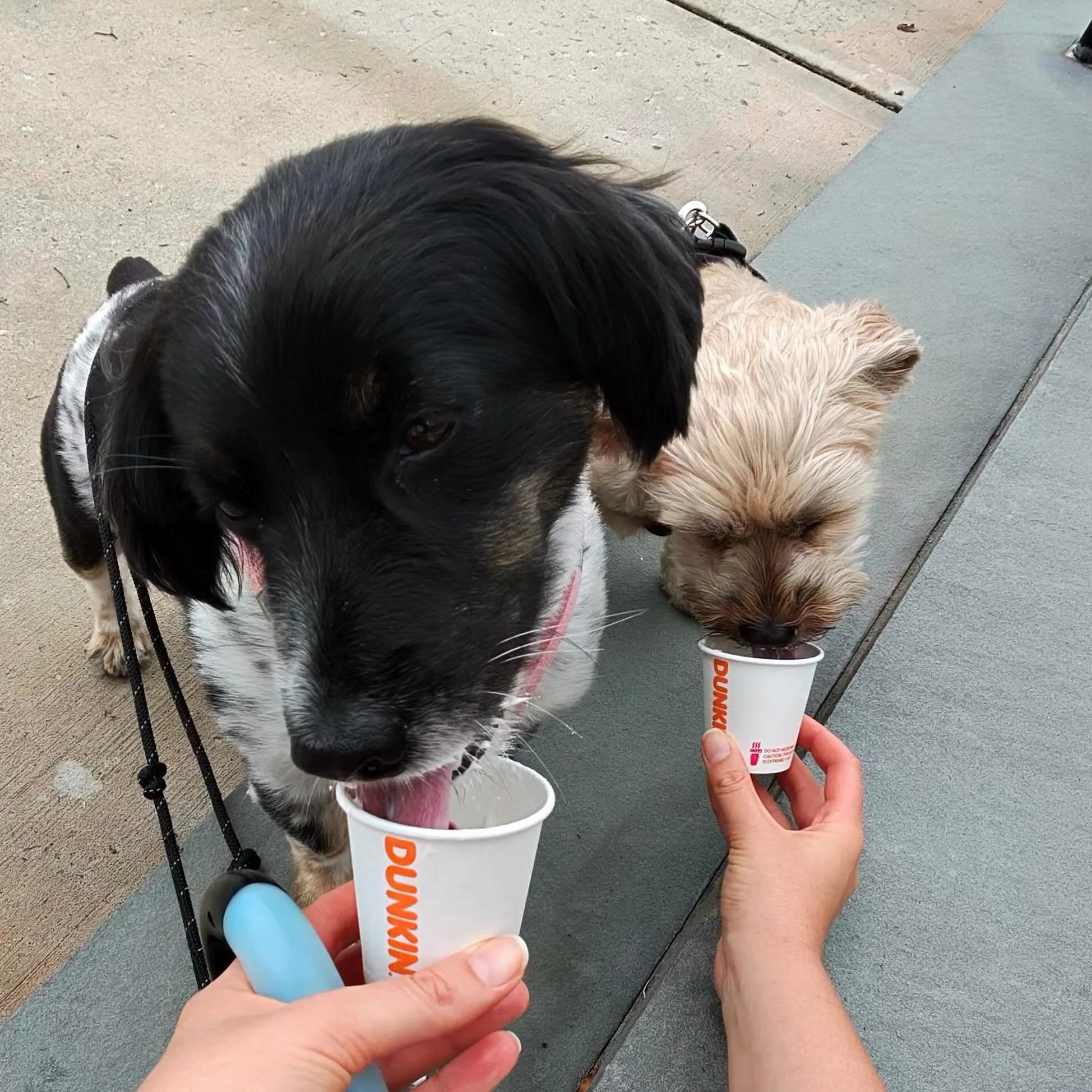 My sweet little babies getting a treat while we were on our walk today 🥰