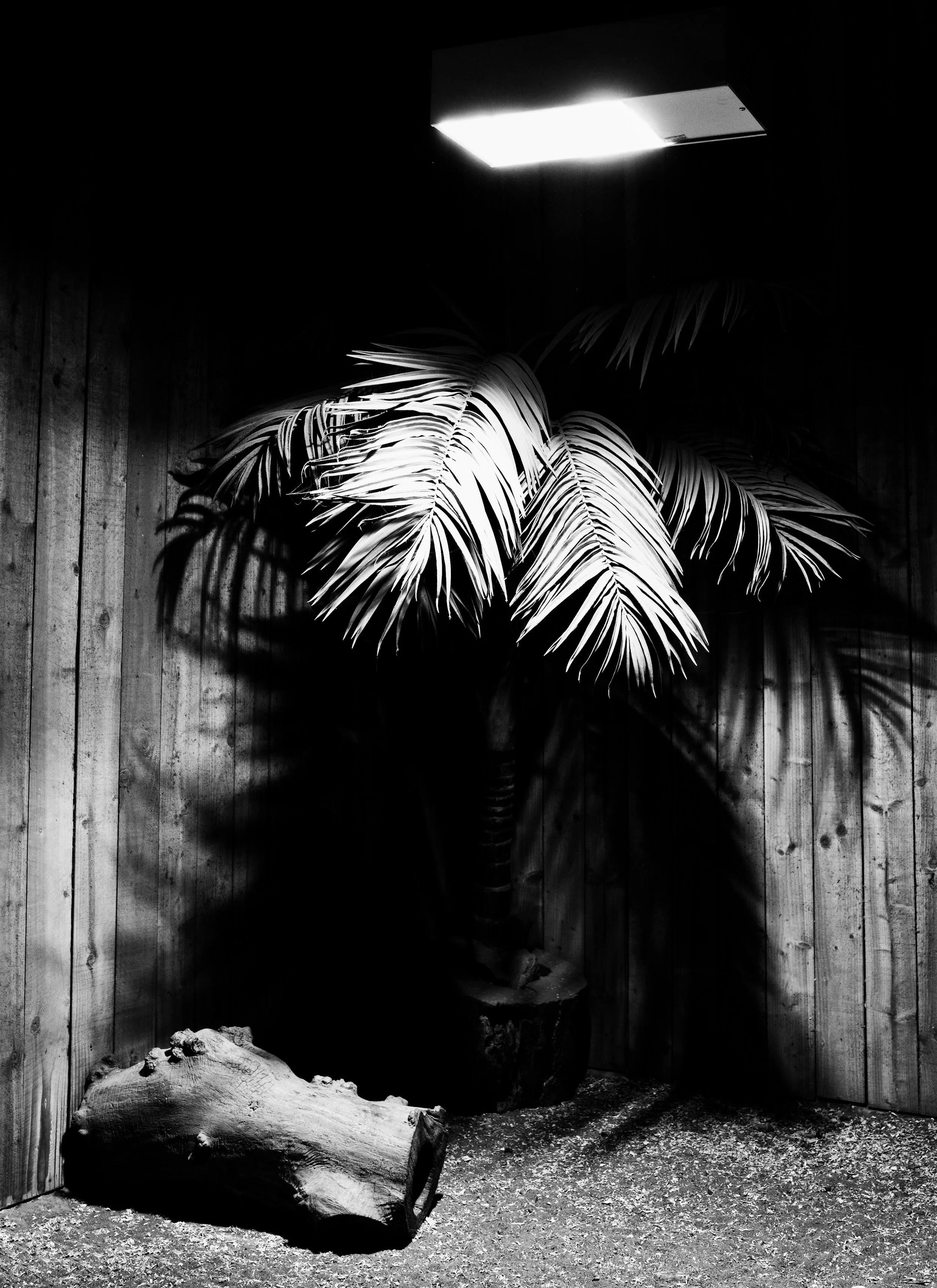 NEF_1598-Edit-Edit-Edit.jpg