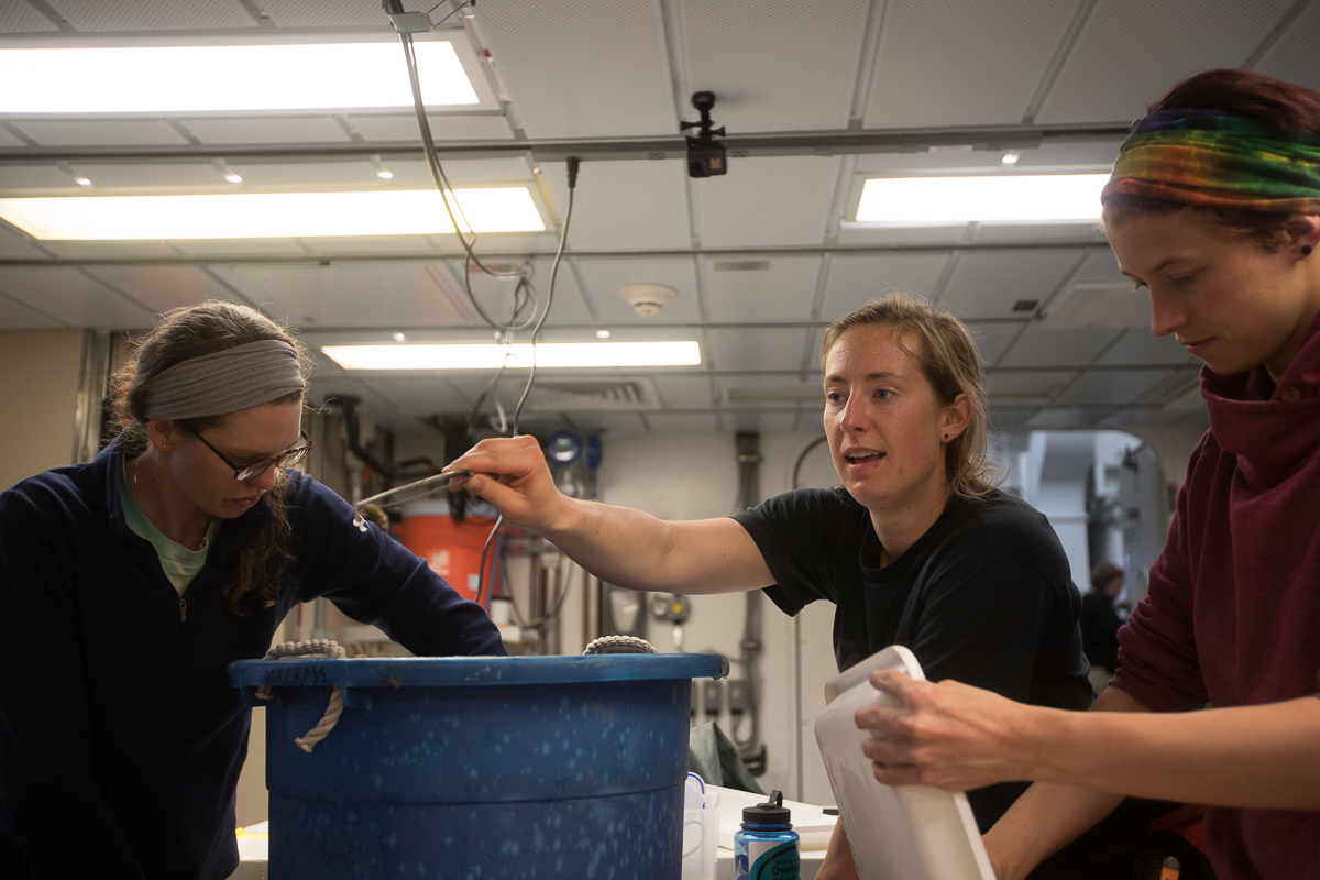 Fish team members Caitlin Forster and Ann Zinkann, assisted by Brittany Jones, sift through the first bottom trawl results with Caitlin showing off a shrimp. Photo credit: Brendan Smith