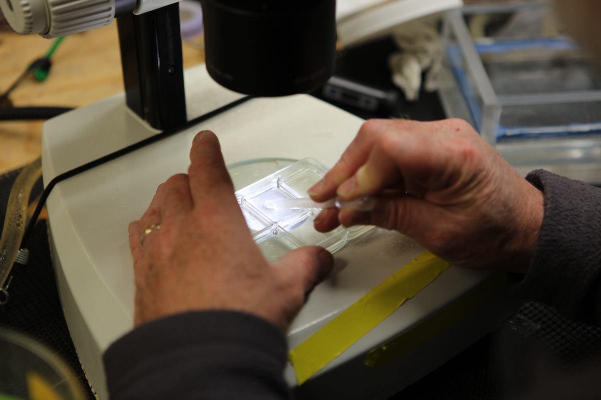 Russ Hopcroft examining some of the water collected from the CTD Rosette looking for different species of zooplankton. Photo credit: Brendan Smith