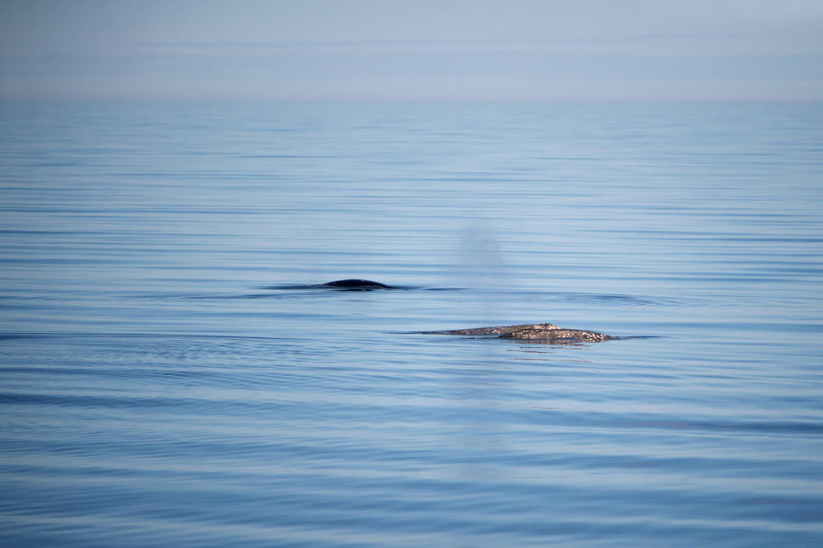 Three gray whales in transit. From the bridge, you could see the sediment plumes left by the mom and her calf from scooping up the ocean floor. Photo credit: Brendan Smith