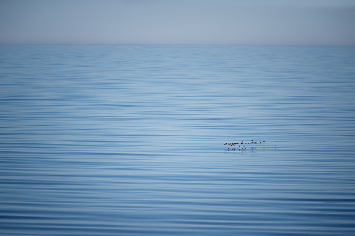 A flock of crested auklets flying in a cluster along the flat, calm sea towards the end of the evening. Photo credit: Brendan Smith
