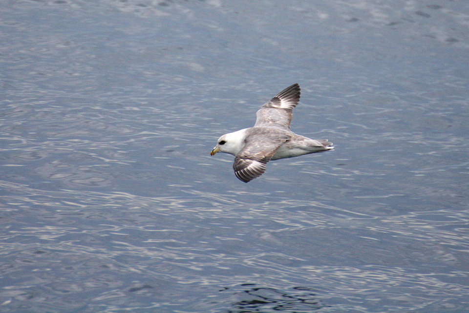 A Northern Fulmar flying by.Photo credit: Catherine Pham