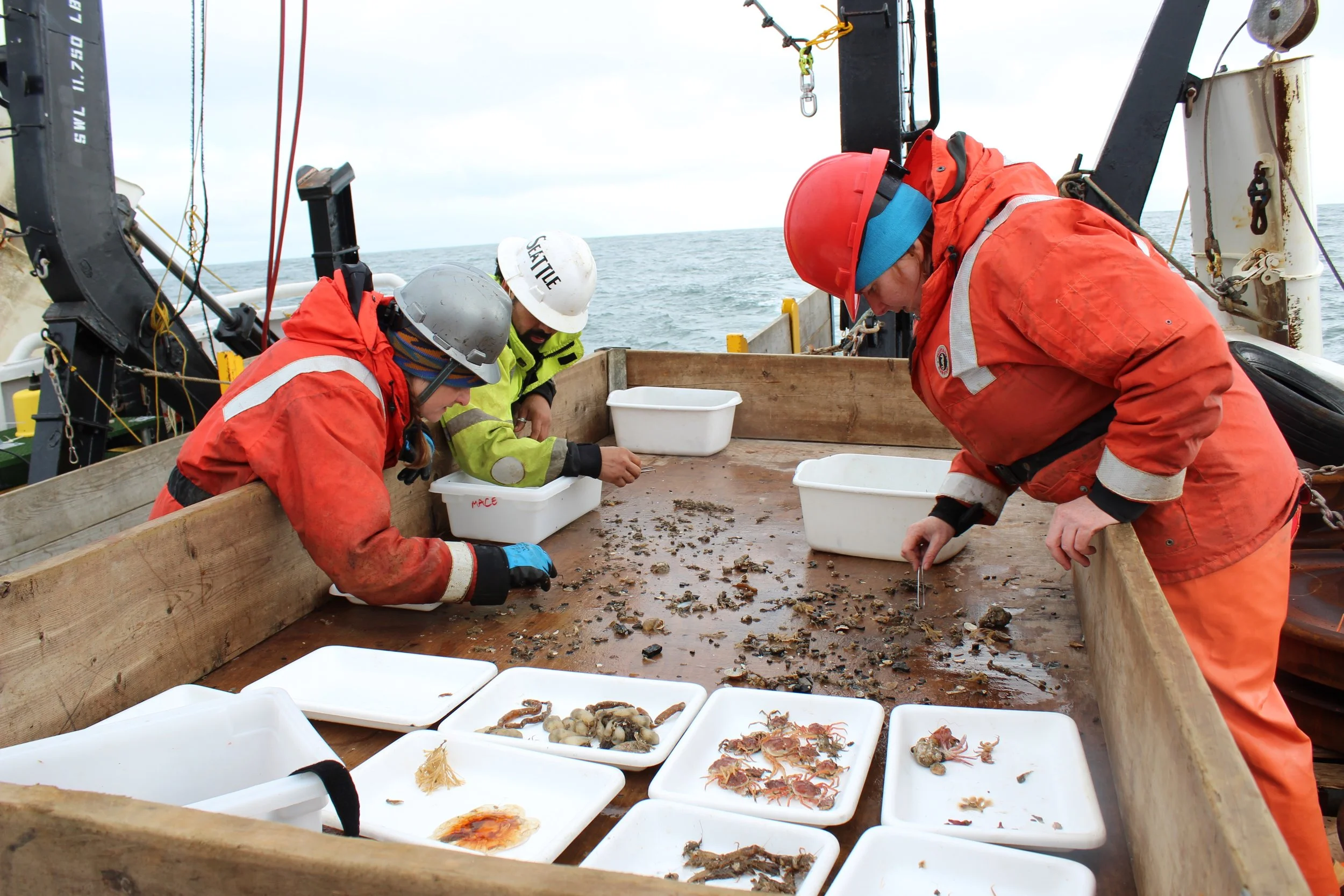 Sorting the invertebrates caught in the beam trawl. Left to right: Catherine Berchok, Armando Urrutia, and Nissa Ferm. Photo credit: Harmony Wayner