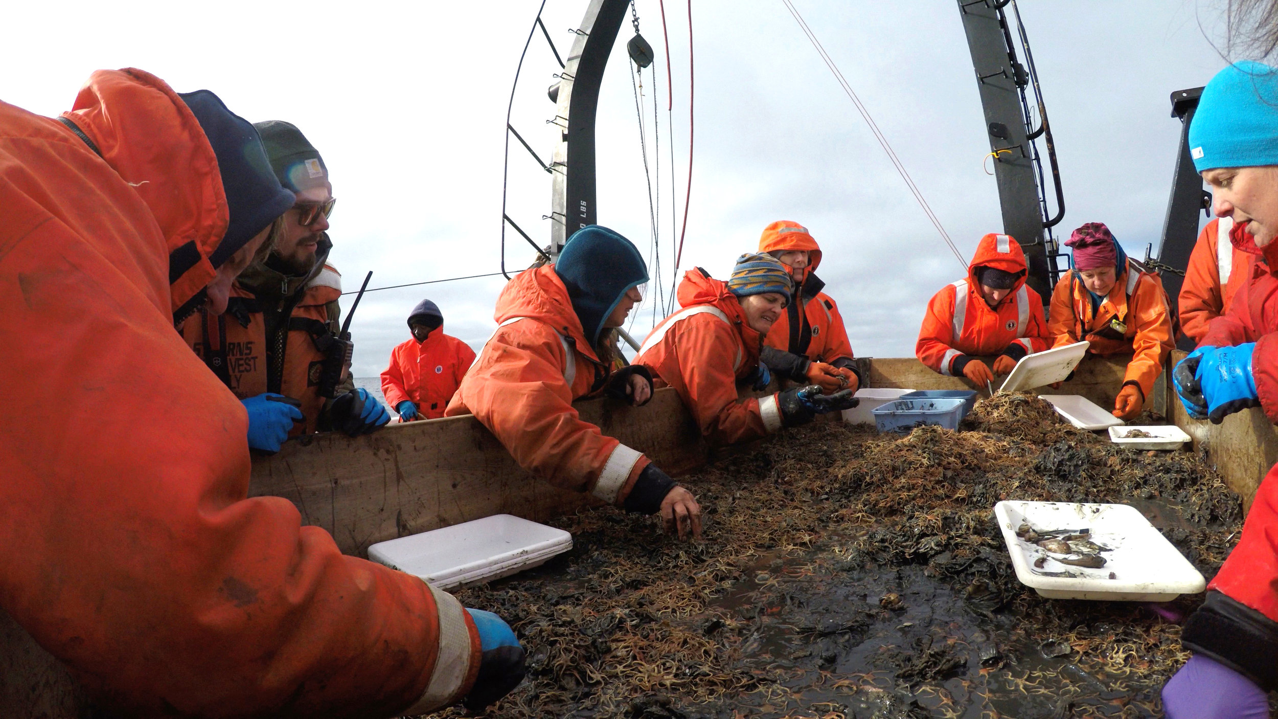 Scientists sort the beam trawl and separate the fish from the invertebrates. Left to right: Geoff Lebon, Cameron Backus, Sigrid Salo, Catherine Berchok, Libby Logerwell, Cathleen Vestfals, Johanna Vollenweider, and Nissa Ferm. Photo credit: Harmony Wayner