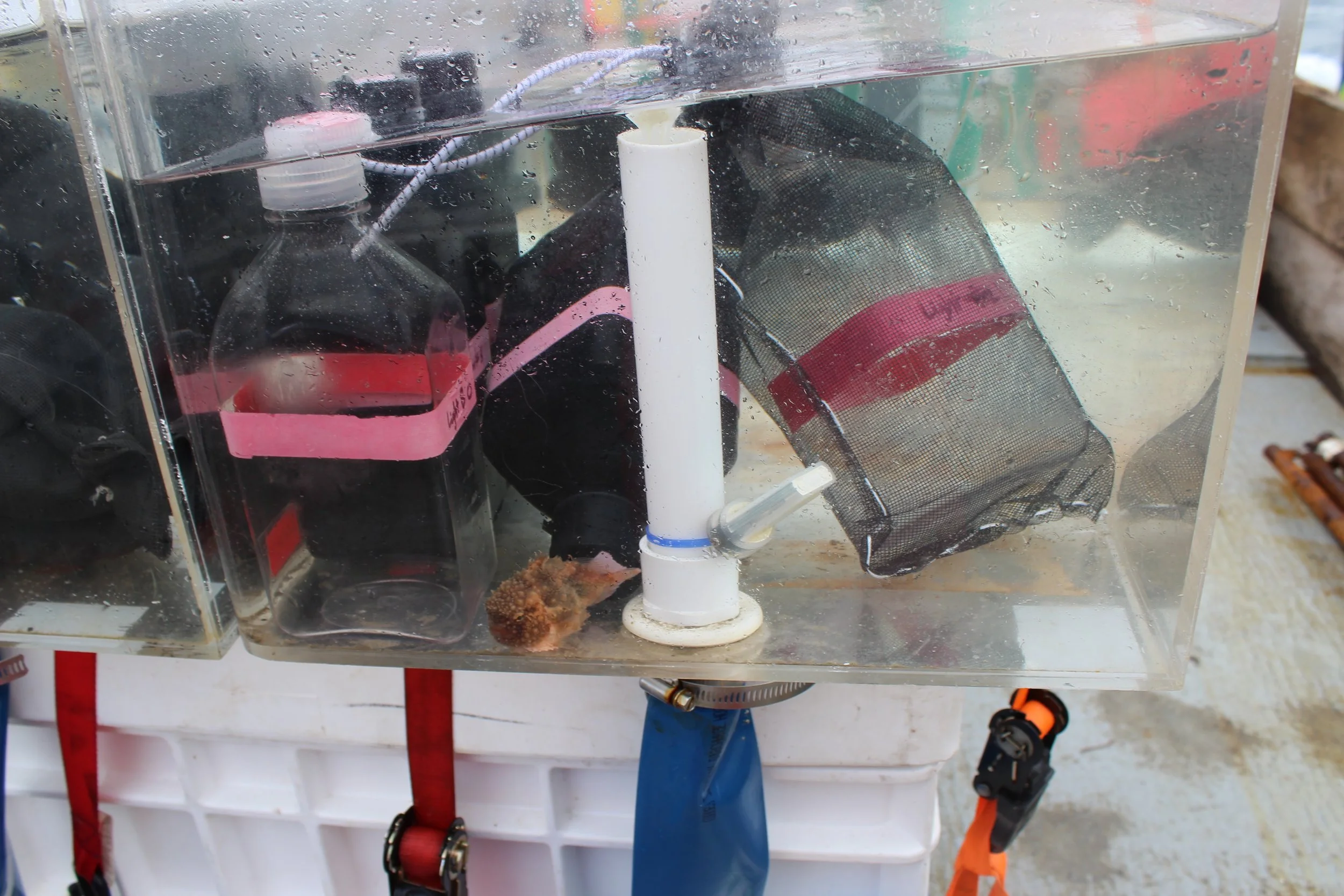 A Pacific pimpled lumpsucker ( Eumicrotremus andriashevi ) swims amidst phytoplankton experiment samples in the incubation chamber. Photo credit: Harmony Wayner