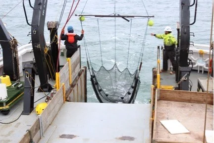 Beam trawl is hauled onto the R/V Ocean Starr. Left is Jose Valentine, right is Armando Urrutia. Photo credit: Libby Logerwell