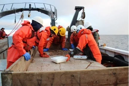 Left to Right: In the back, Sean Serano. Near the table are Alex Andrews, Igor Grigorov, Aleksey Somov, Dan Cooper, Genevieve Johnson & Libby Loggerwell, scoping out our small morning batch from the beam trawl. Photo credit: Alicia Flores