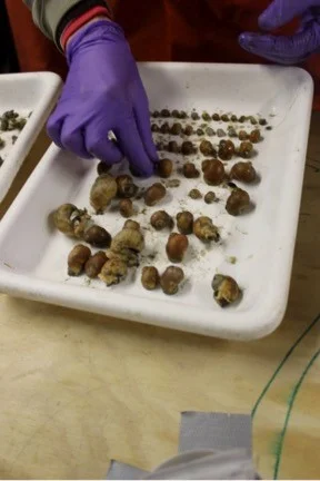 Snail species being sorted and analyzed by the help of Igor. Photo credit: Alicia Flores