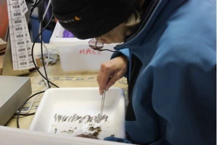Nataliya meticulously sorting the juvenile Arctic cod. Photo credit: Alicia Flores