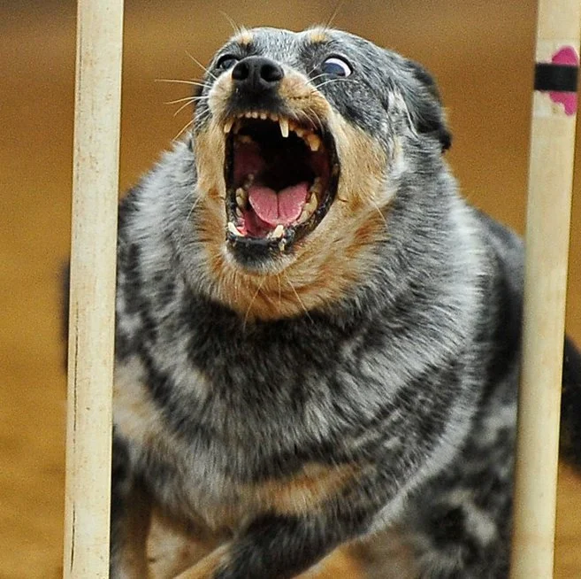 Bug teeth.jpg