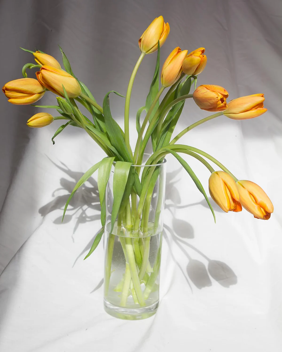 Orange Tulips Final.jpg