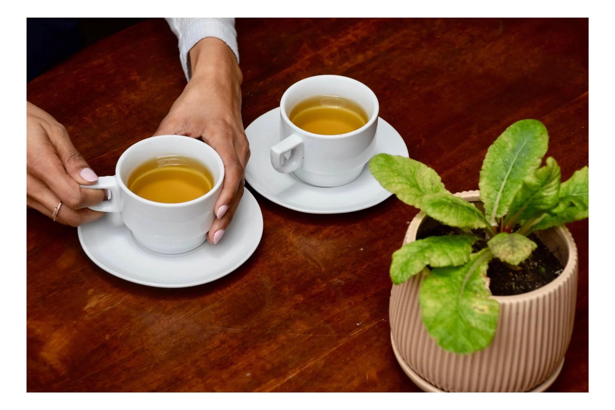 Two white cups of tea on white saucers on a wooden table, a person's hands holding one cup, and a potted plant with green leaves.