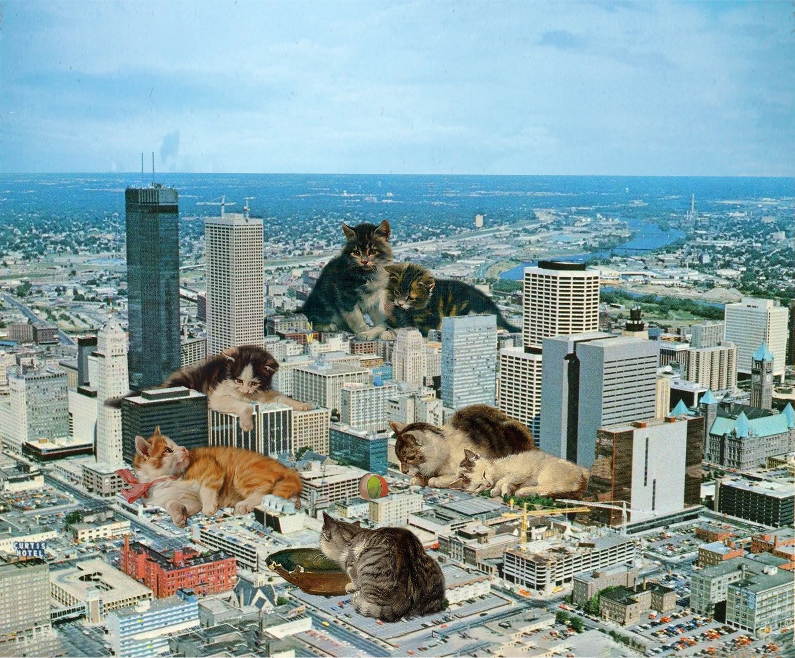 mpls cats bigger.jpg